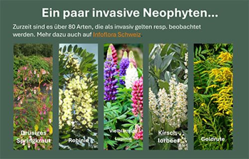 Biodiversität in der Stadt